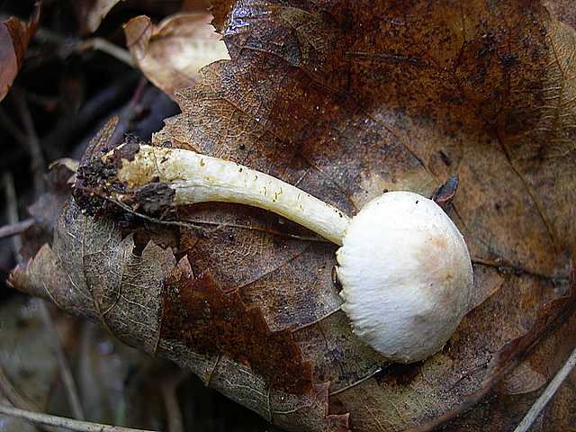 Le  meraviglie della foresta